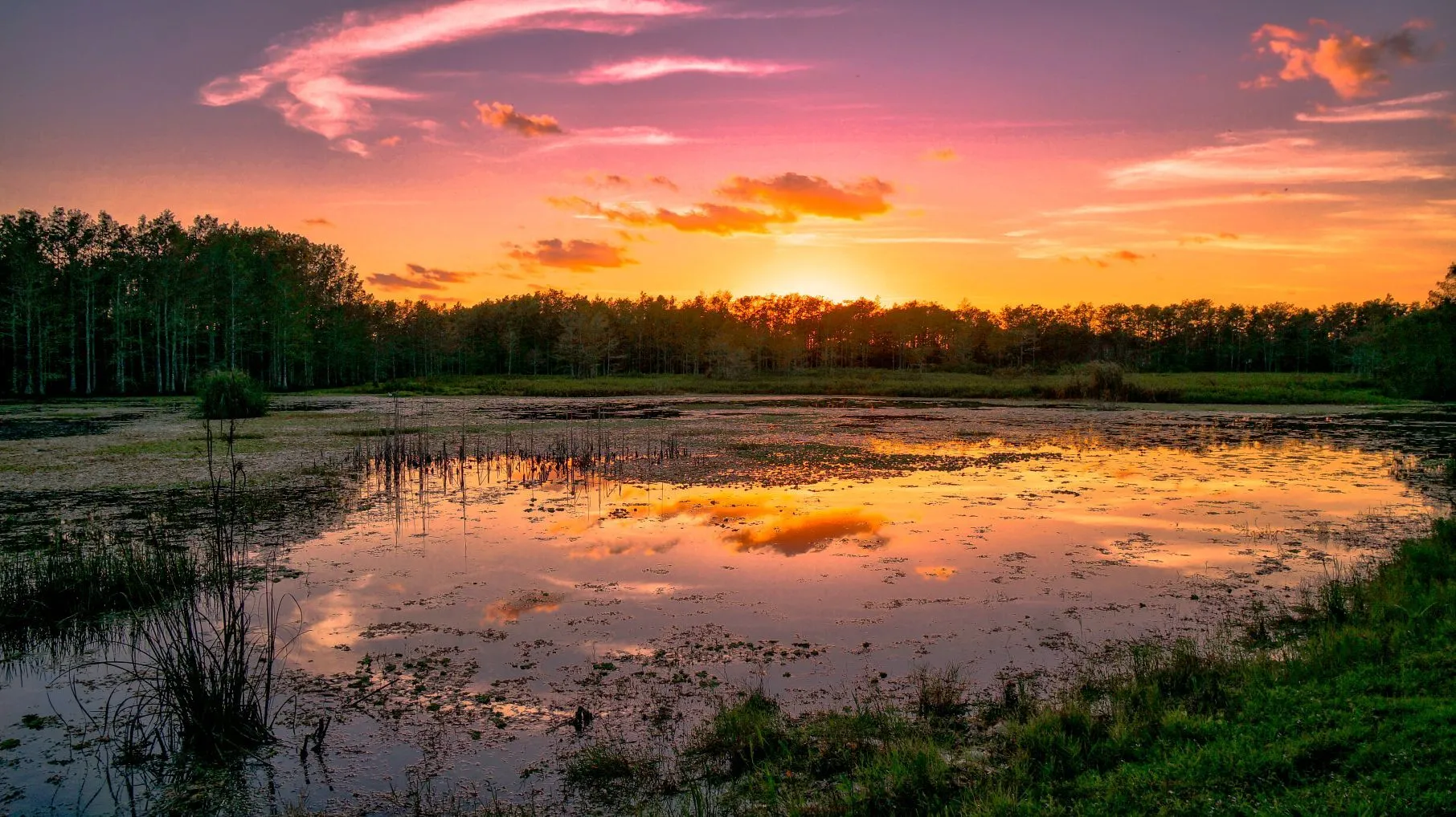 louisiana swamp sunset